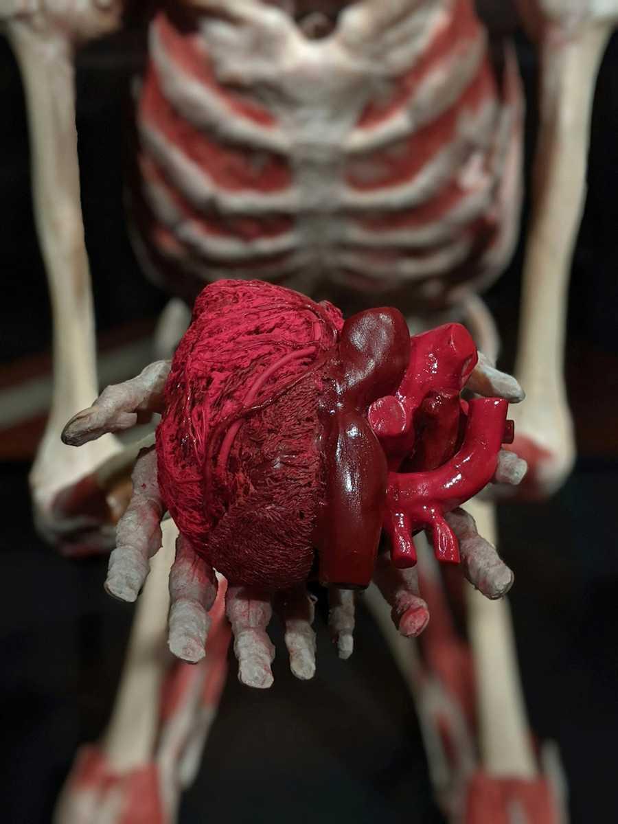 Axial skeleton