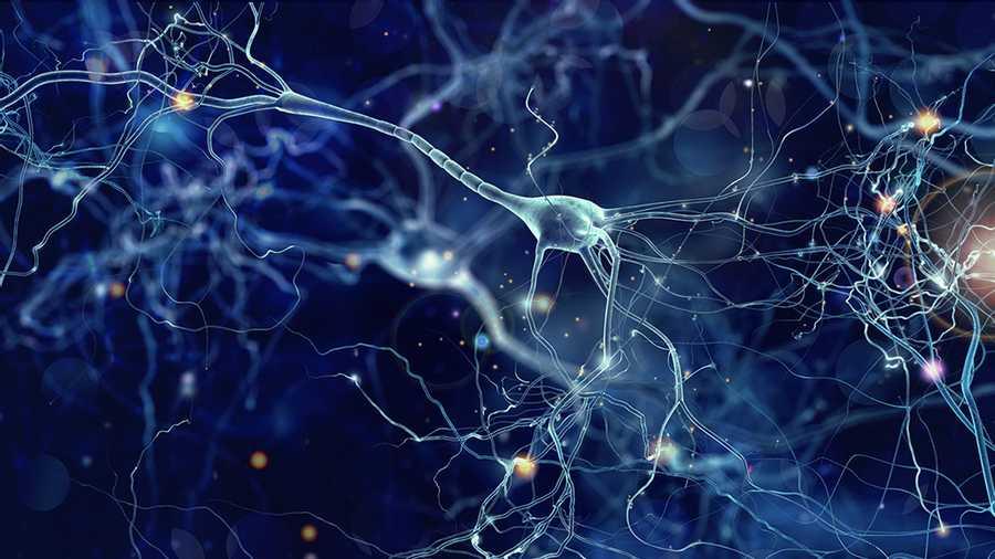 Neurogenesis vs Neuroplasticity