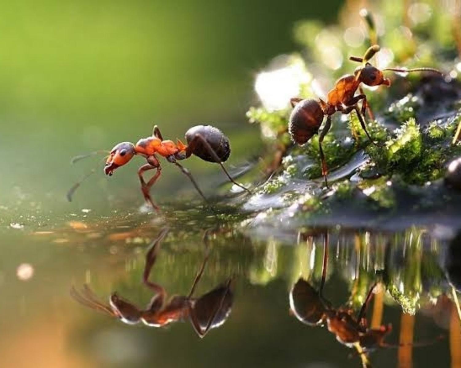 Zombie Ants