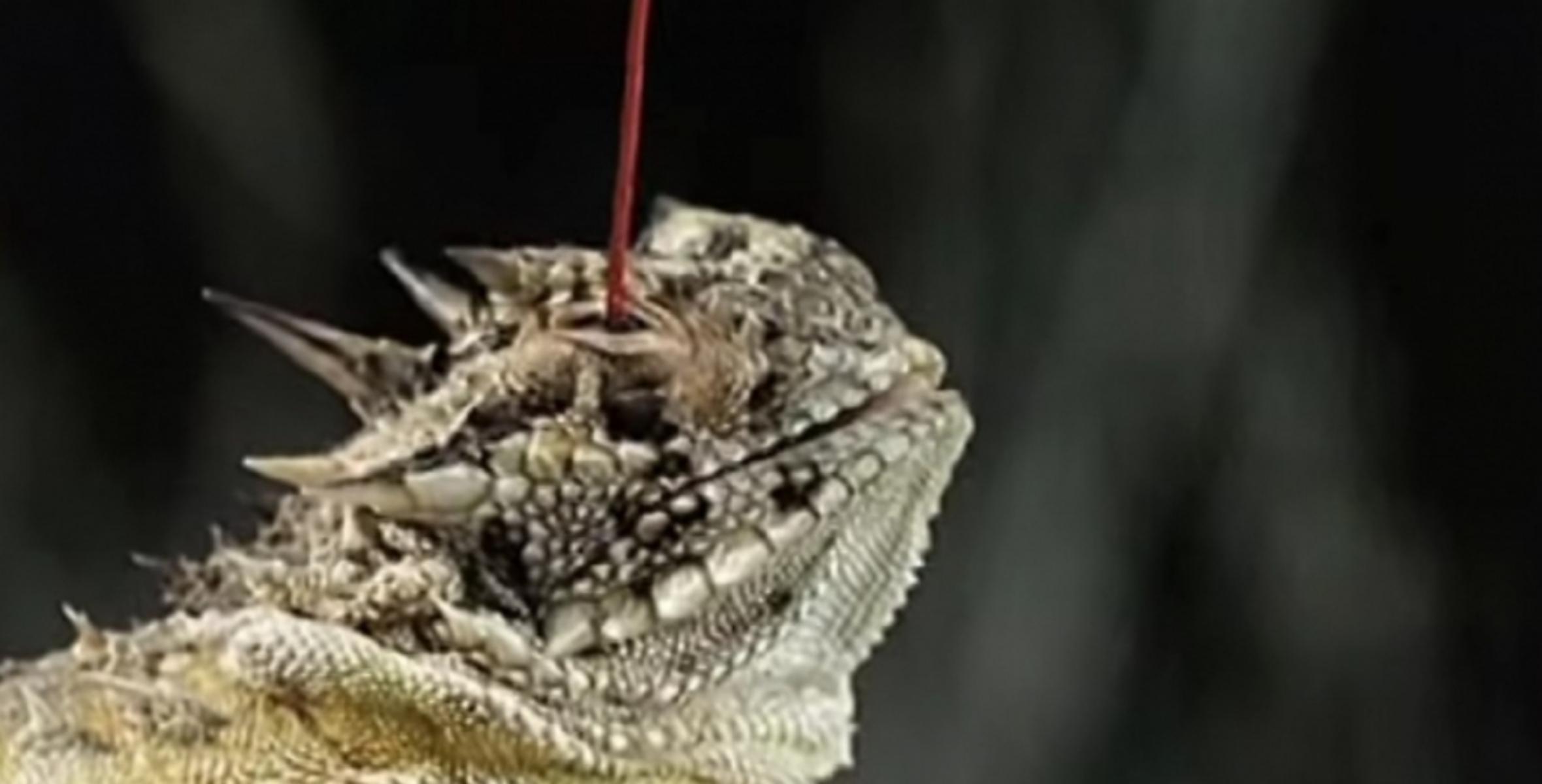 The super power of the horned lizard