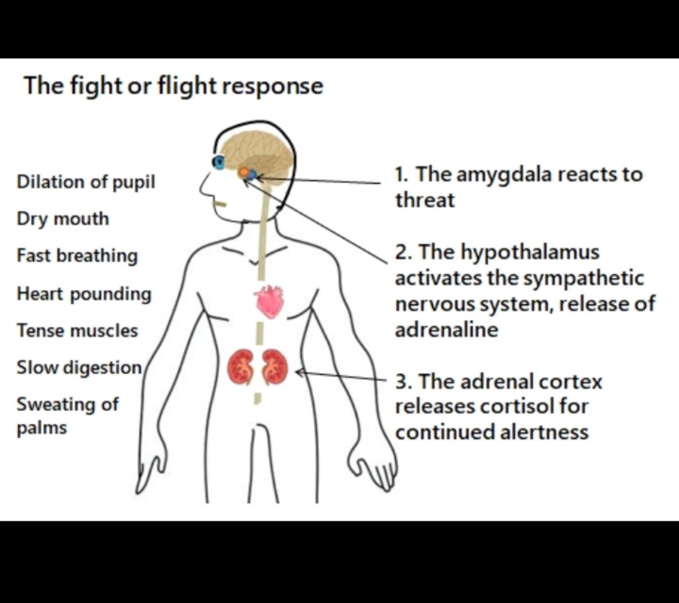 Why The Fight Or Flight Response Is Important 