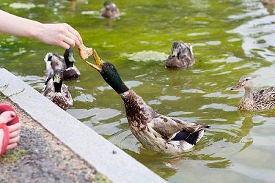 Don't Mess With The Ducks' Diet