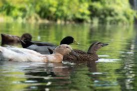 Feeding Ducks Hurt The Environment