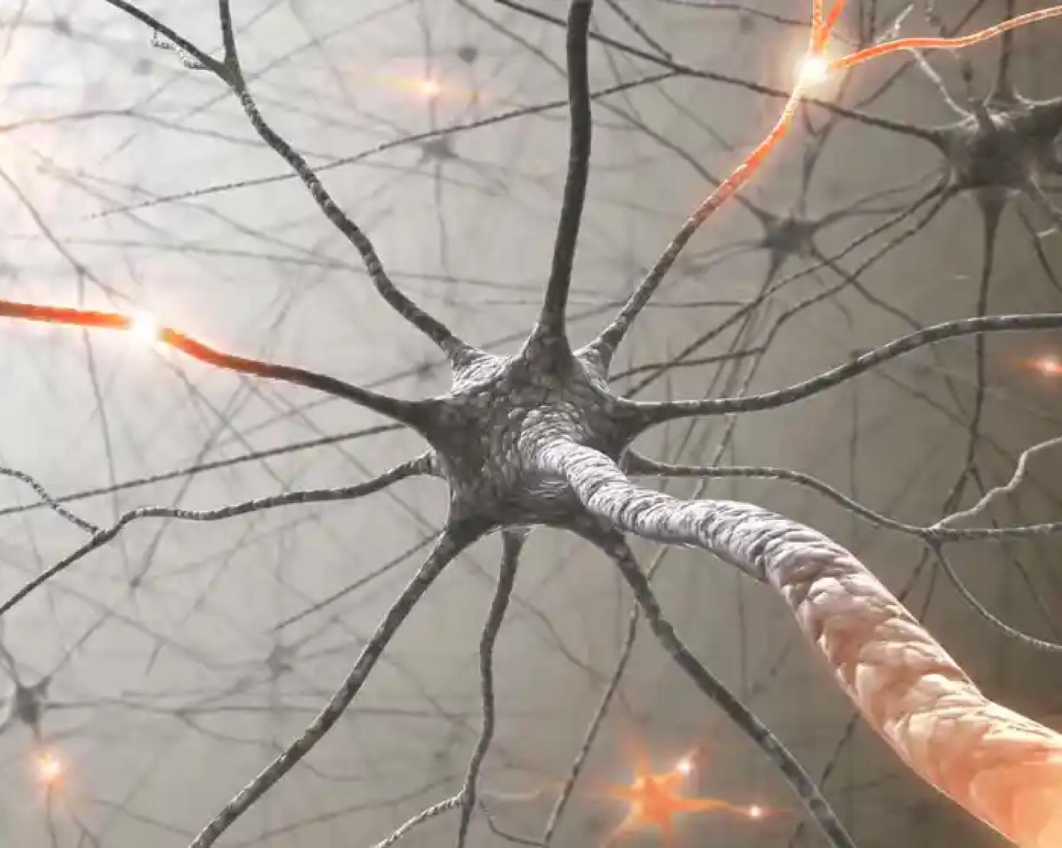 Build & Strengthen Your Neurons