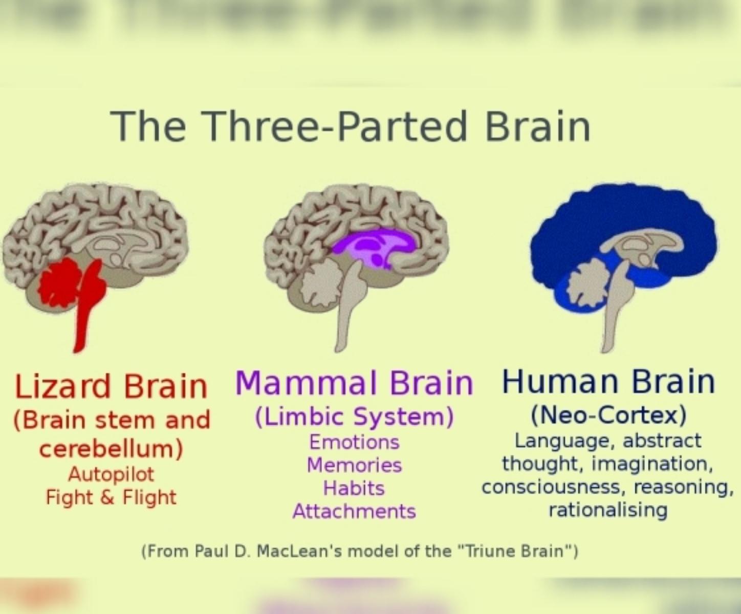 The human brain evolved ,too .