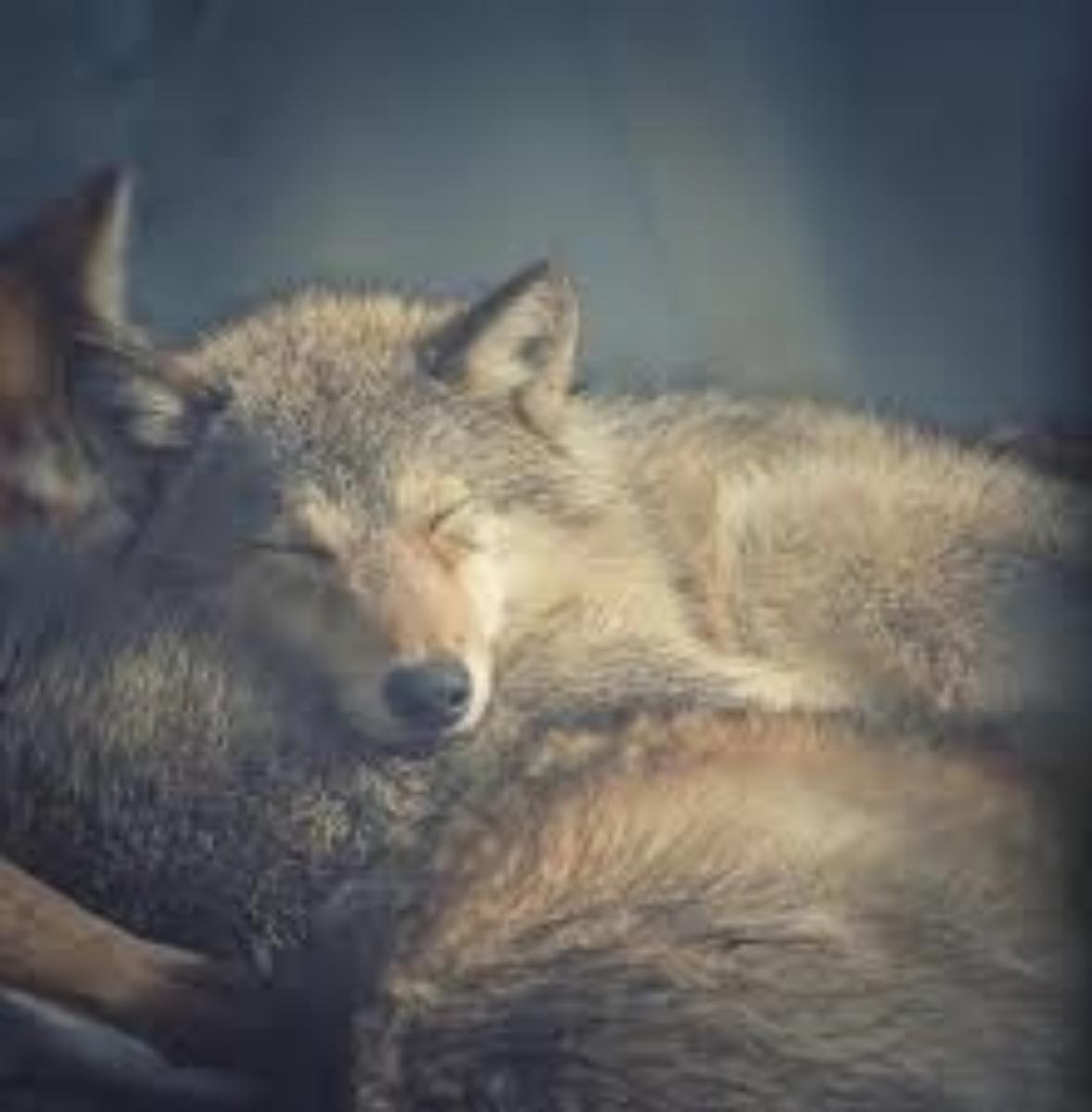 Wolves: When to sleep