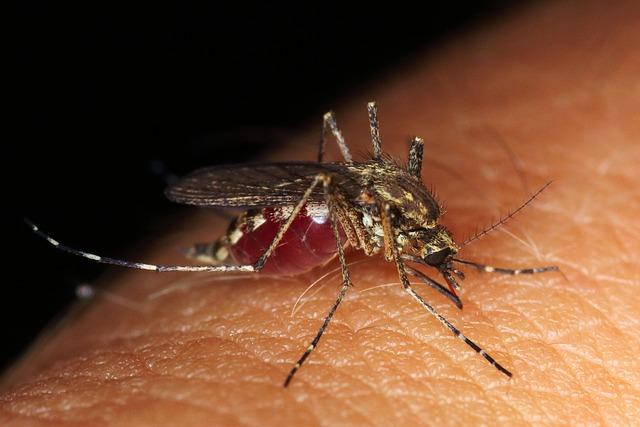 Why some people get bitten by mosquitos more than others.