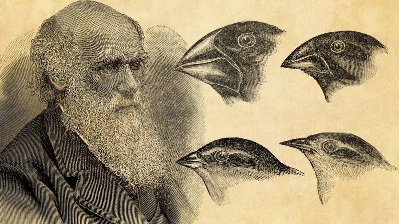 Burung Finch Darwin