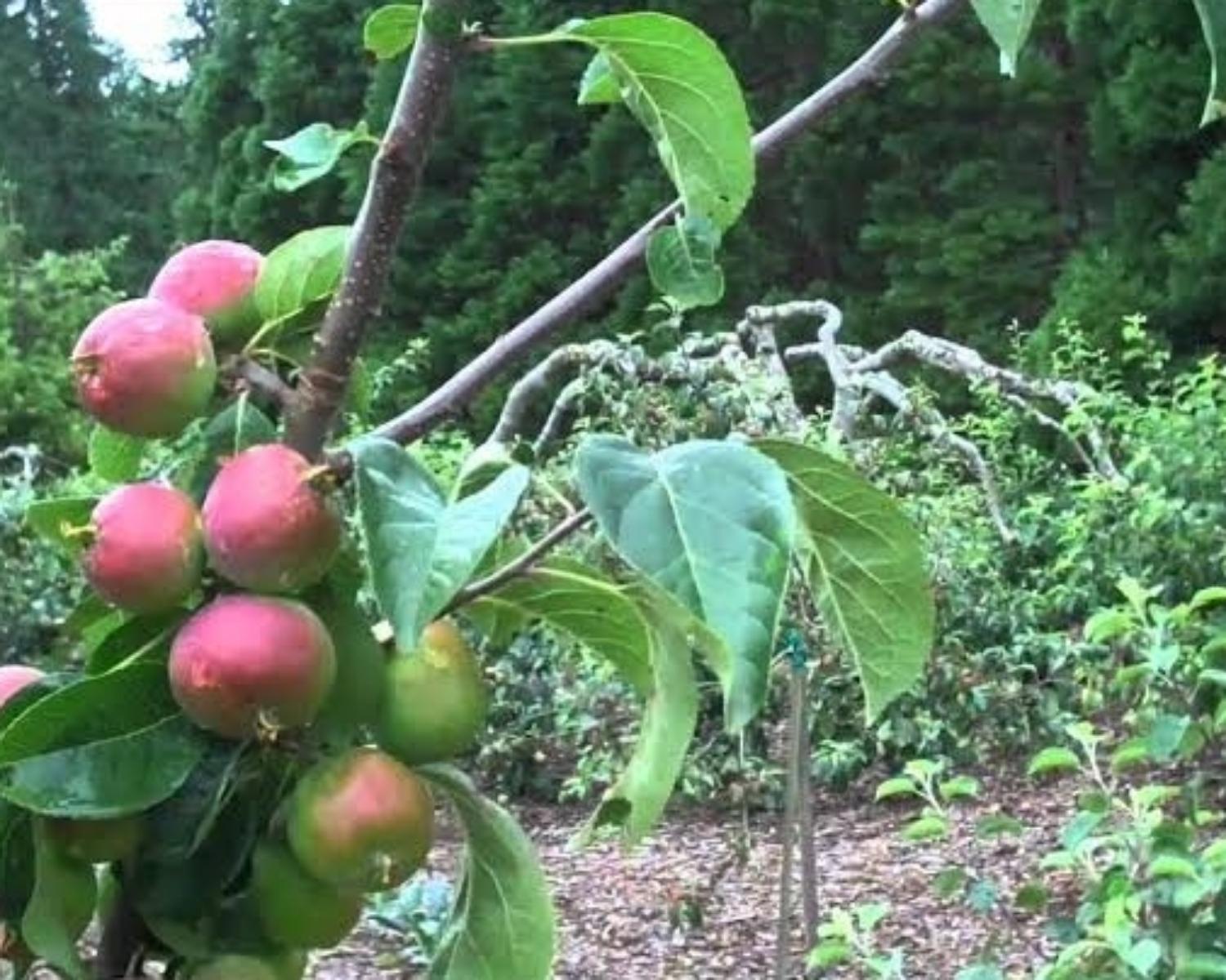 Paul uses raw arborist woodchips in his orchard