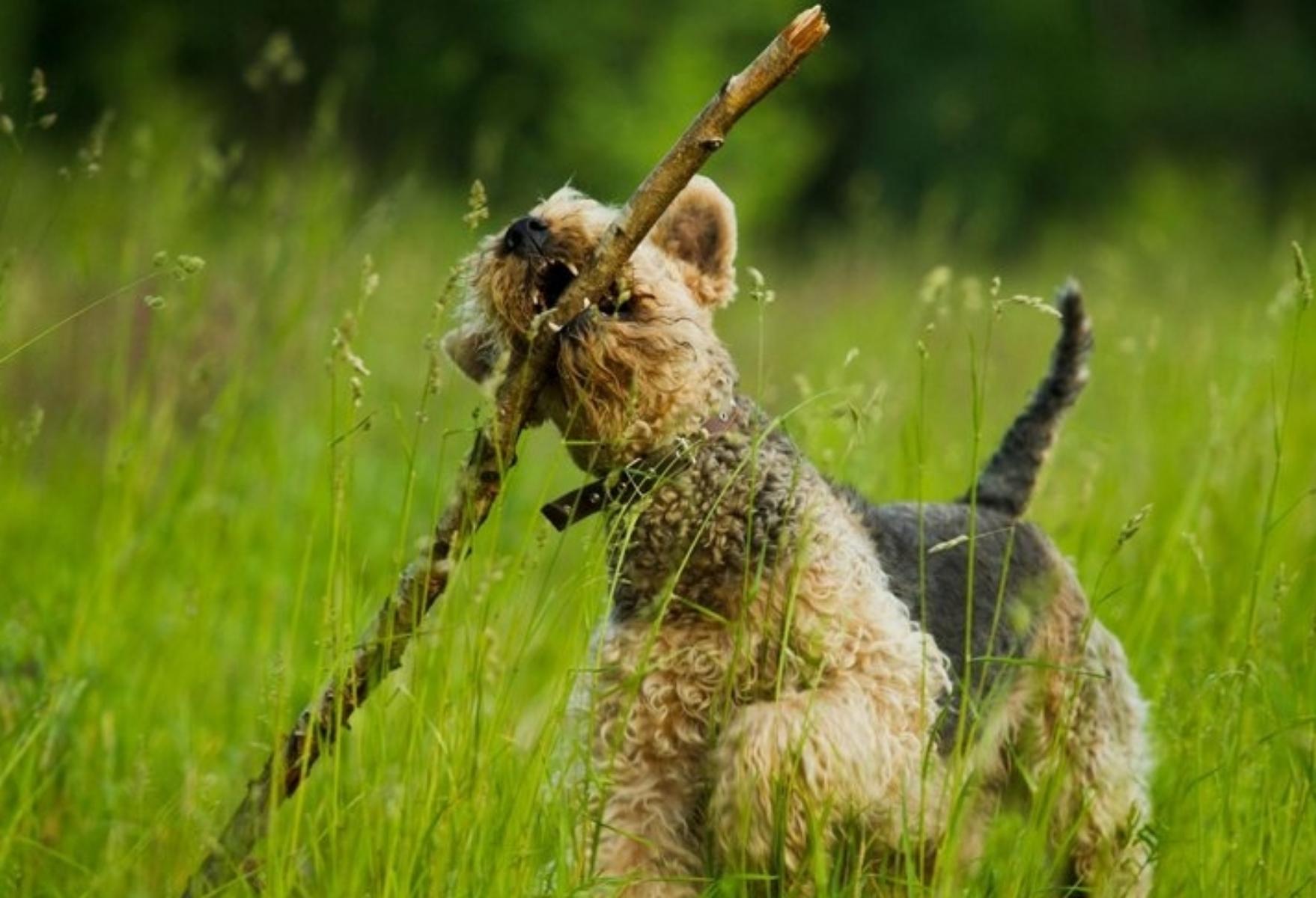 10. Airedale Terrier