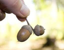 56. Carry an acorn to gain immortality.