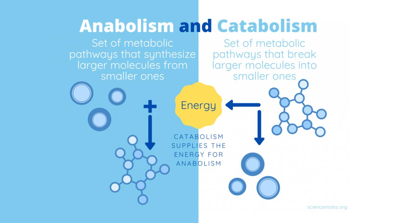 Process of metabolism