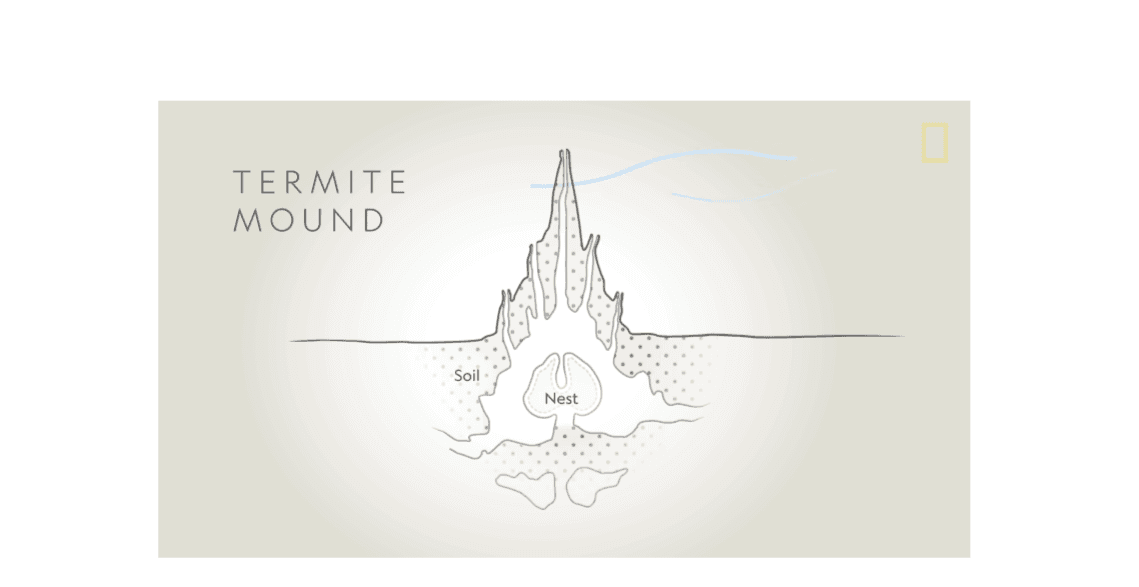 Termite Towers.