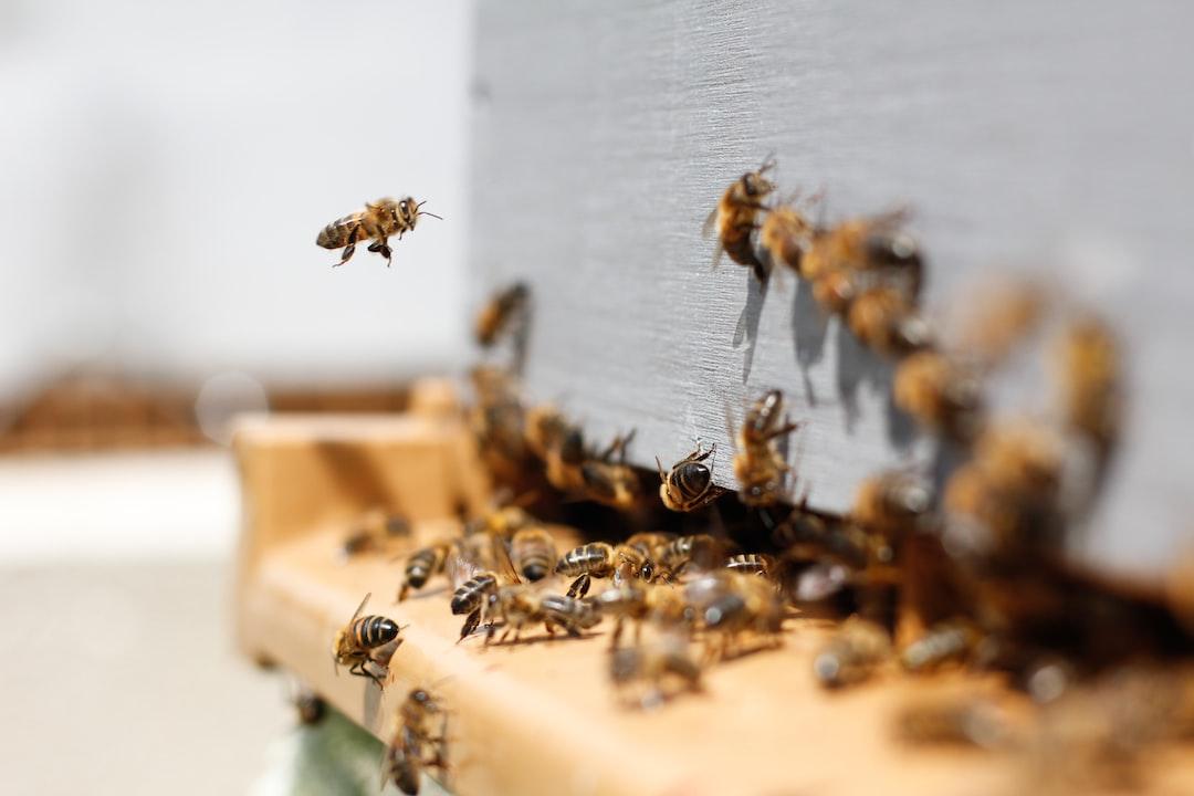 Identifying and Protecting Your Queen Bee Role 