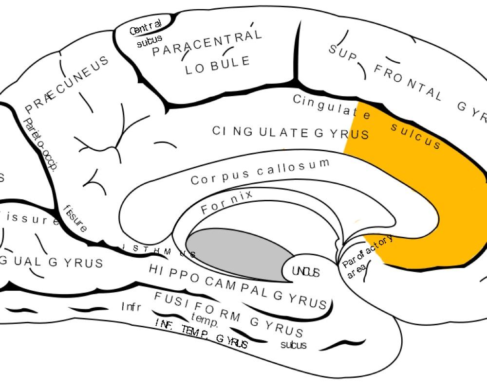 The anterior mid-cingulate cortex