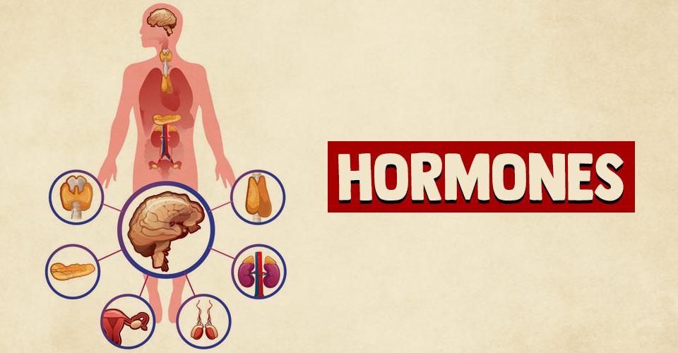 4. Focus On Hormones
