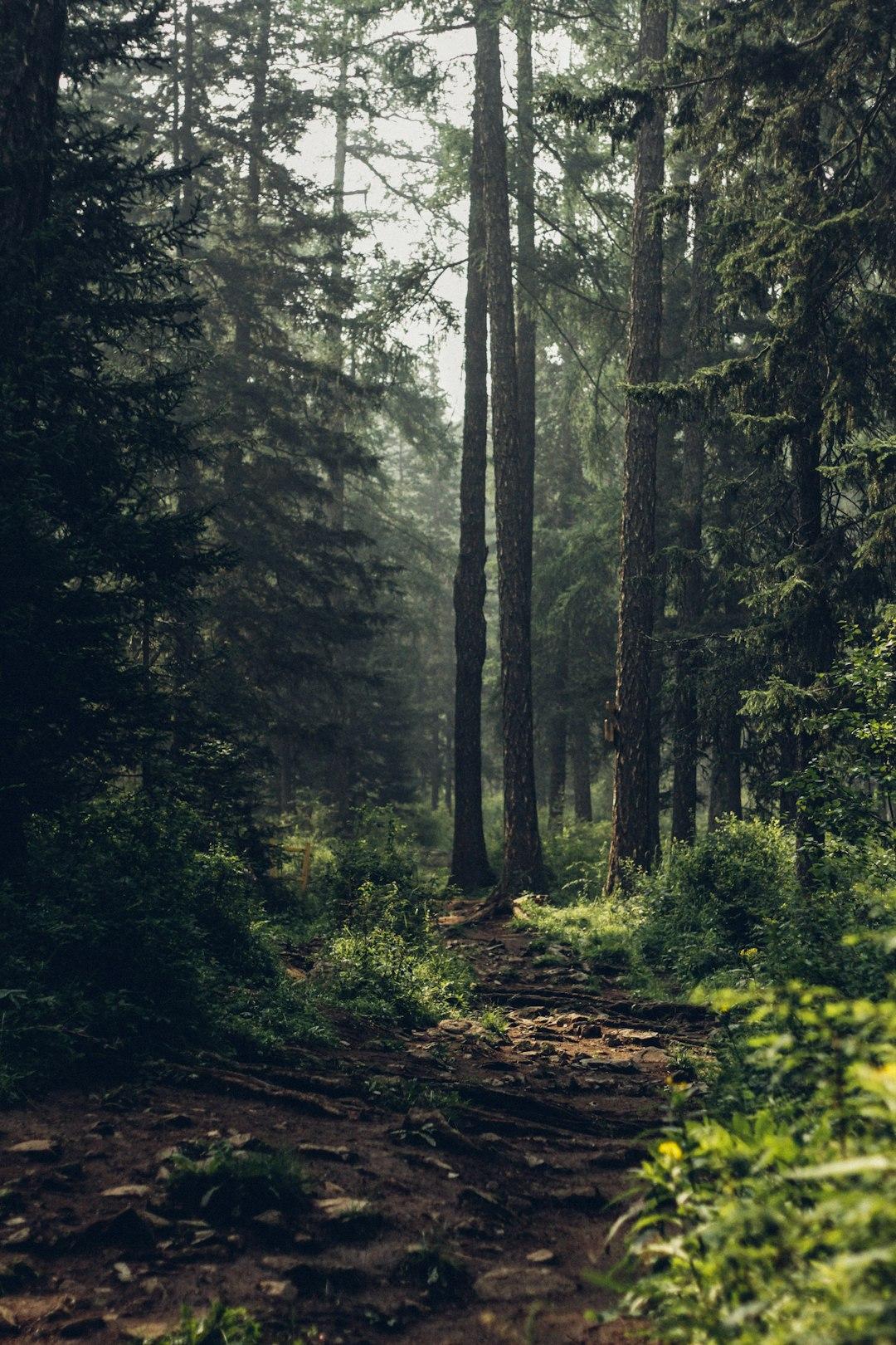 The Dark Forest Theory and the Internet: Navigating the New Digital Wilderness