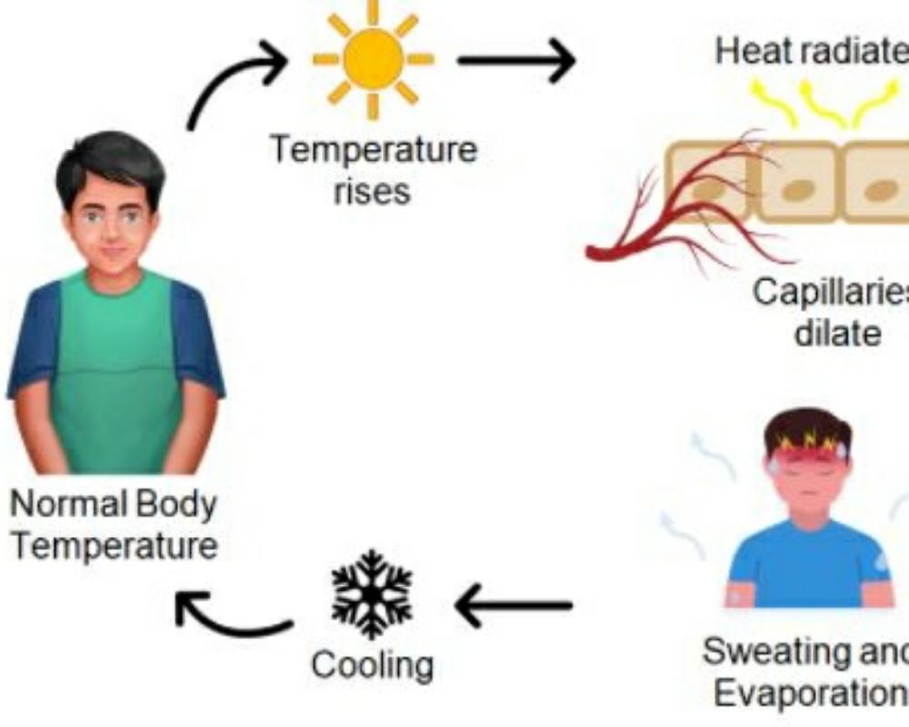 TEMPERATURE REGULATION BY SWEATING