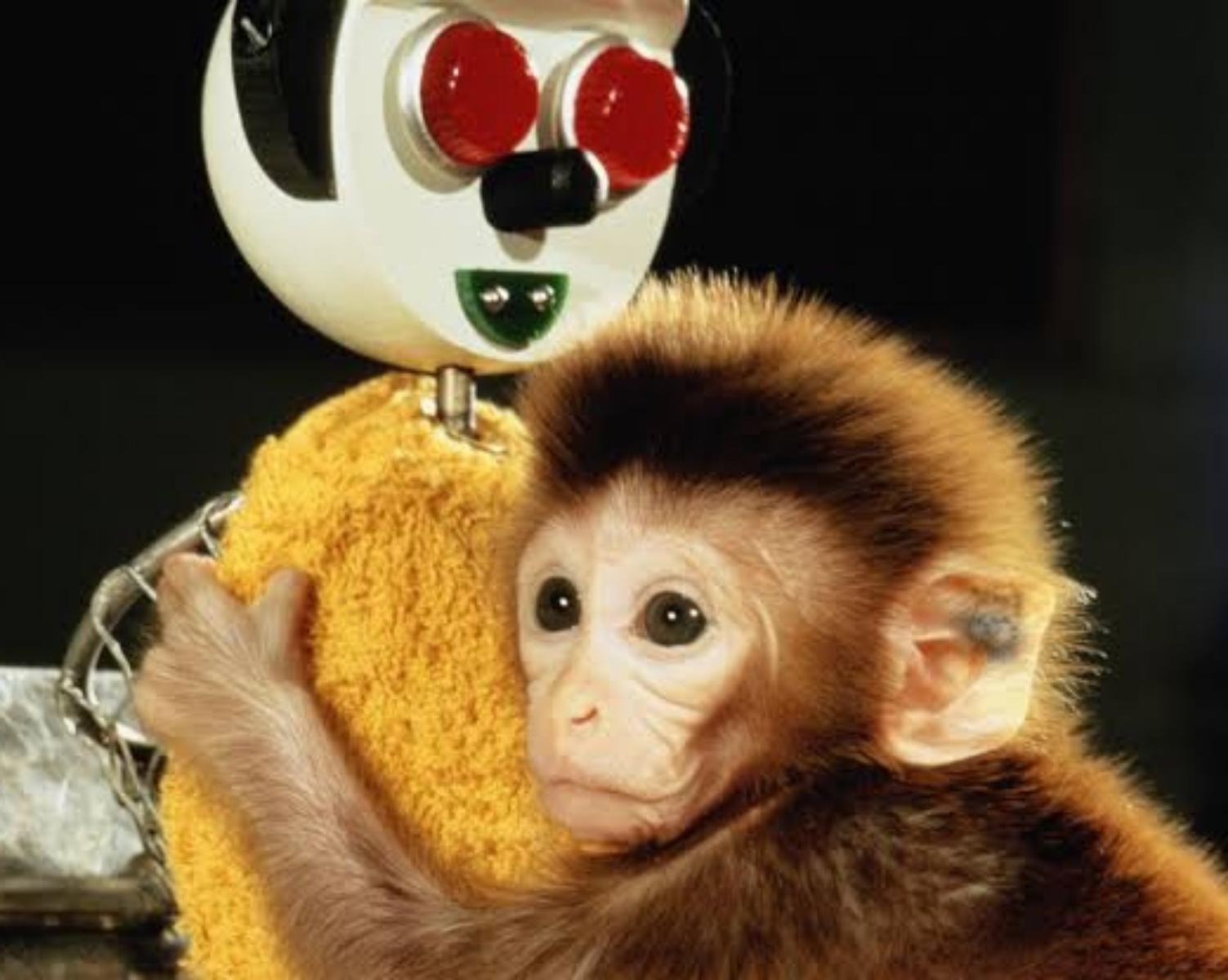 Monkey love experiment