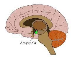 Amygdala Research