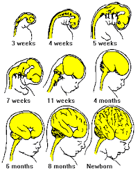 Stages of Early Brain Development