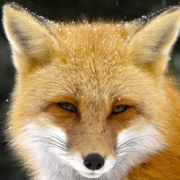 foxears