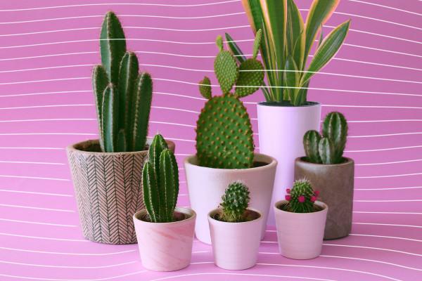 Finally, really good advice on how to stop killing your houseplants