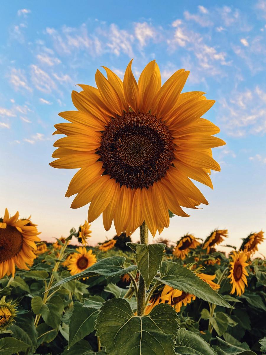 The Sunflower Follows The Sun