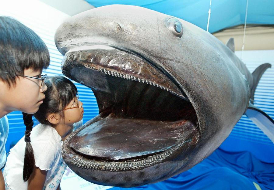 What does the Megamouth shark eat?