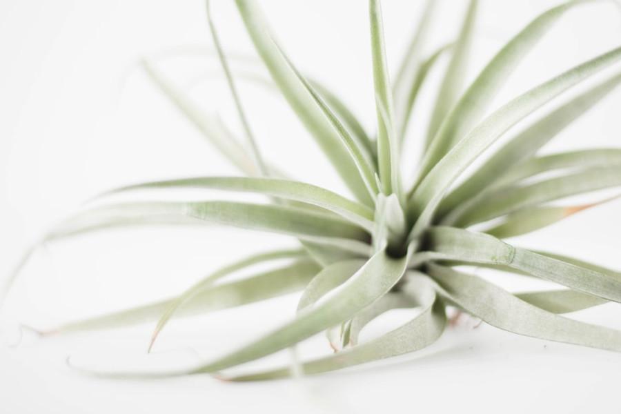 How to Feed an Air Plant