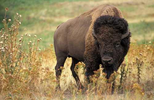 What’s the Difference Between Bison and Buffalo?