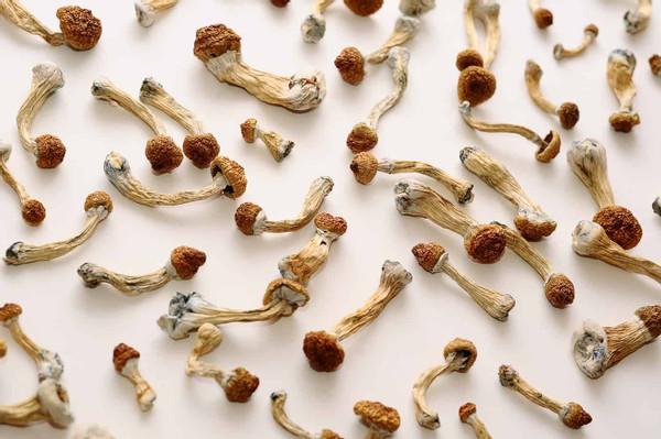 How To Sober Up From Shrooms? 1st Class Drug Abuse Detox