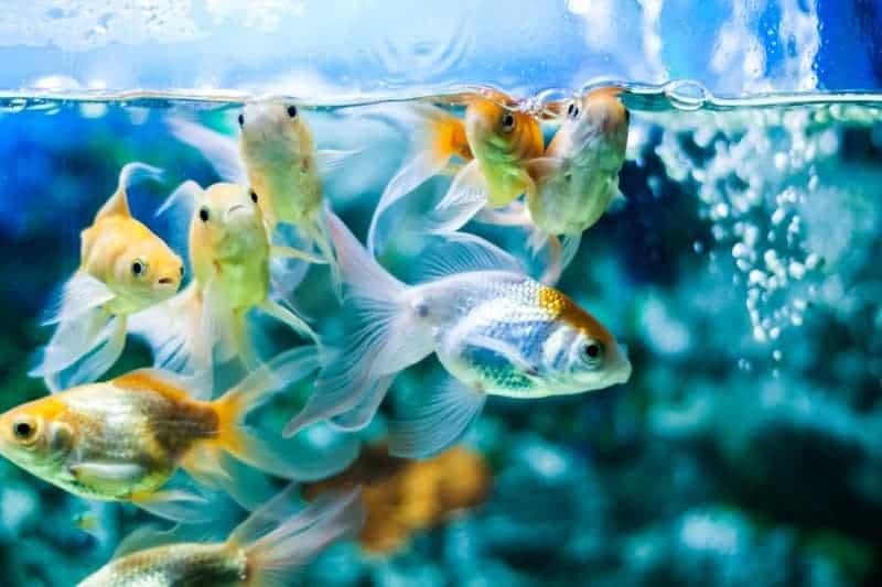 Do all fish need oxygen?
