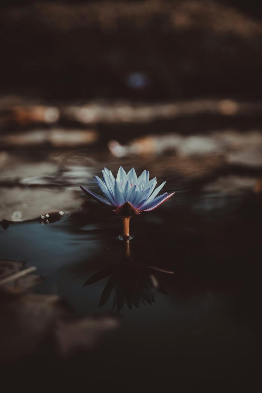 Jewel Of The Lotus