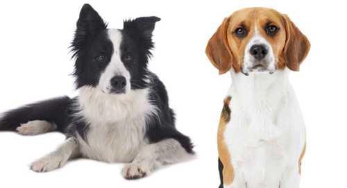 Border Collie Beagle Mix - When Two Hard Working Breeds Meet