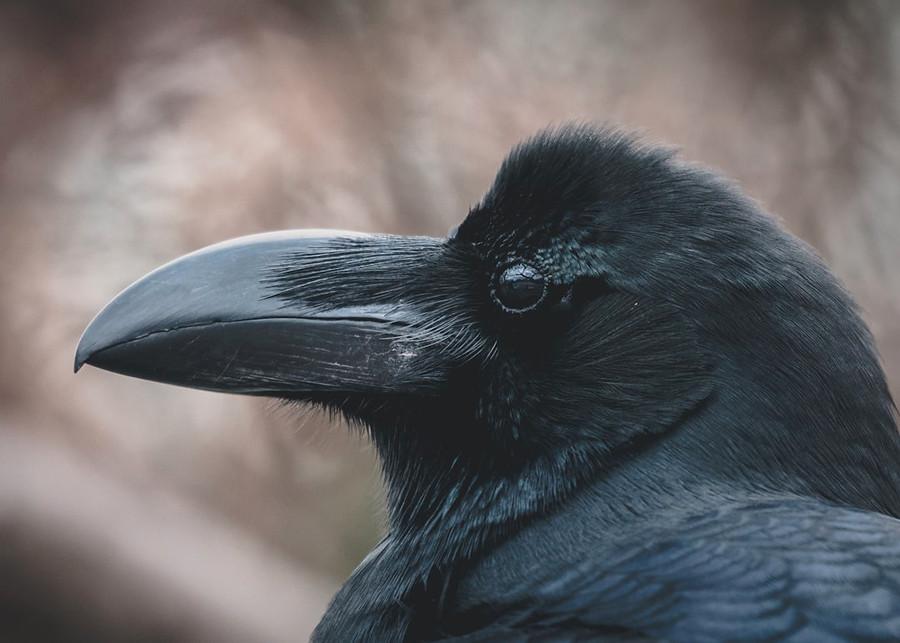 Hempel’s Ravens Paradox
