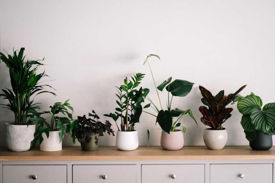 Air-Purifying Plants
