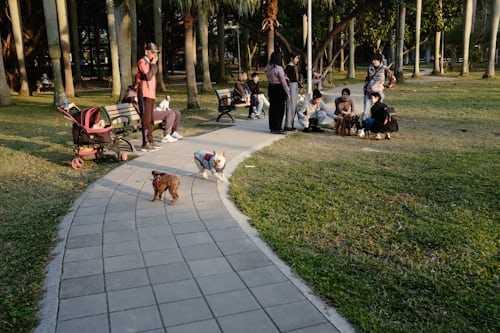 Host a dog meetup