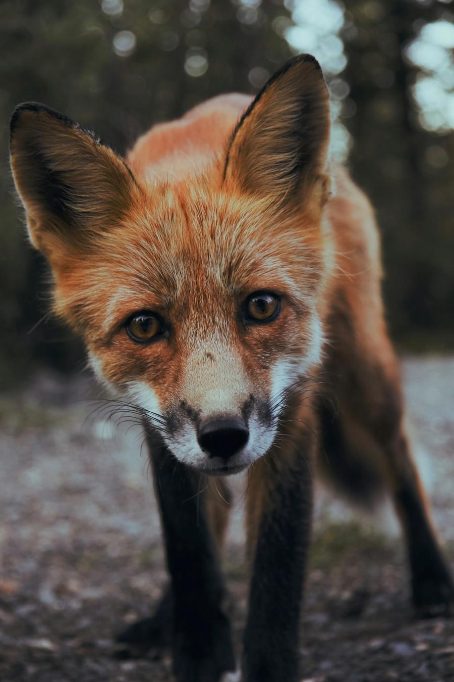 Spot The Fox
