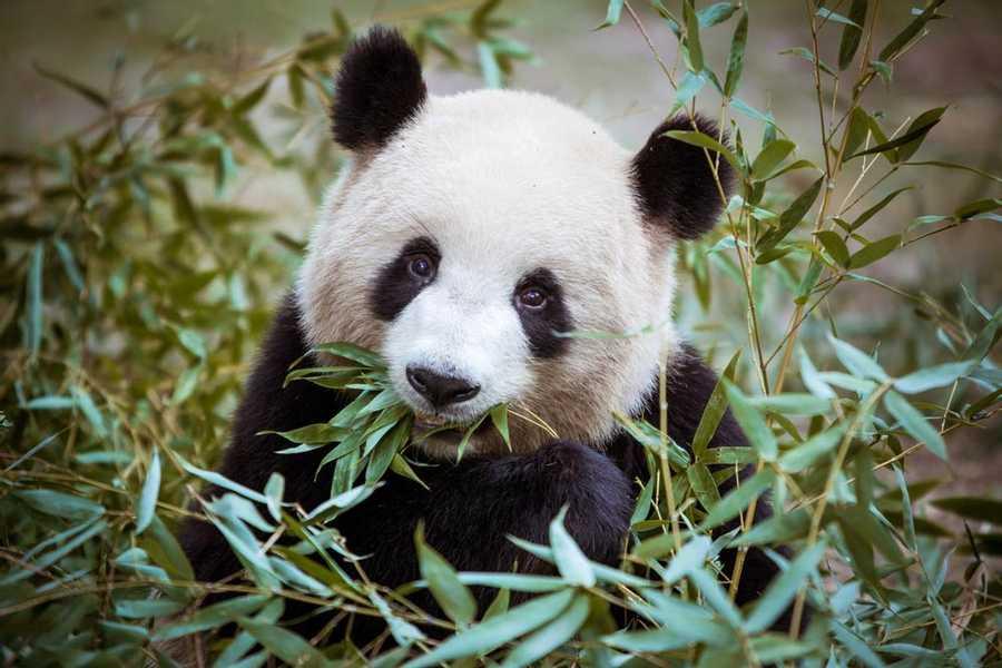 Do panda bears eat eucalyptus?