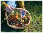 1)    ​What is foraged food and why it is gaining popularity