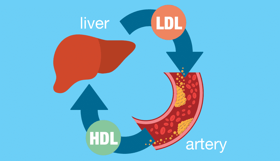 Lipoproteins - How Does Cholesterol Move Around