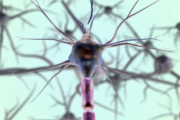 Building Artificial Neurons With Mathematics - Neuroscience News