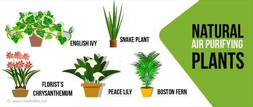 Top 10 Air Purifying Plants