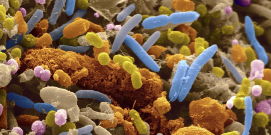 Killing Of Microbial Life Inside Our Guts