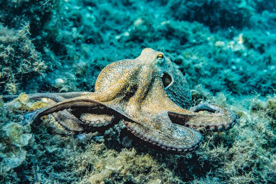 Unsolved Mystery 3: The Octopus Being Friendly To Humans