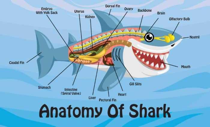Do sharks have any bones in their body?