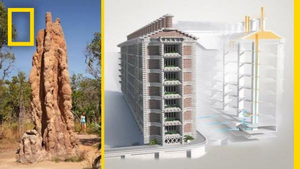 Termites Inspired a Building That Can Cool Itself