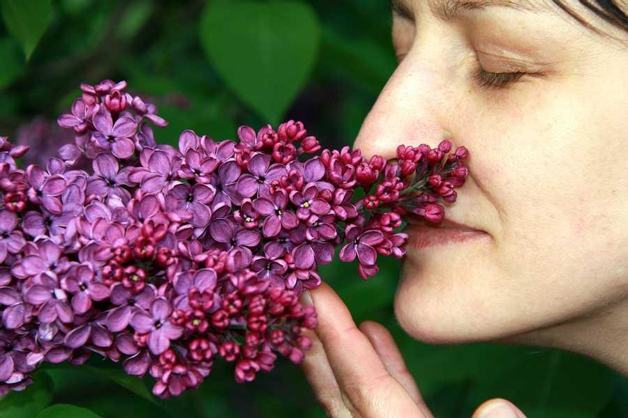 Our Sense Of Smell And Our Memories