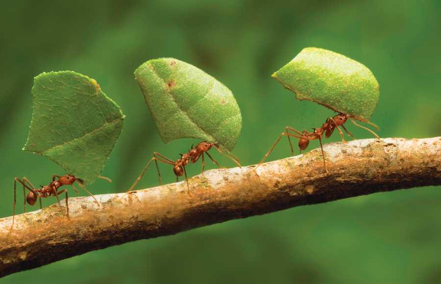 How many times can an ant lift its own weight?